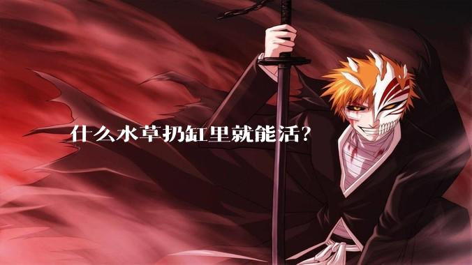 什么水草扔缸里就能活？