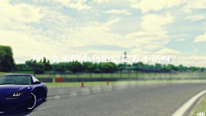 为什么买的小乌龟总是养不活呀？